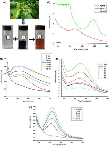 Figure 2. Biosynthesis of silver nanoparticles (a): P. integrifolia plant, aqueous silver nitrate solution (1), aqueous leaf extract (2), silver nanoparticles (AEP-AgNPs) (3); (b): UV-Vis spectra; (c): UV–Vis absorbance spectra peak of prepared AEP-AgNPs at different time intervals during sunlight exposure; (d): UV–Vis spectra of AEP-AgNPs prepared at different inoculum doses (%) of AEP; (e): UV–Vis spectra of AEP-AgNPs prepared at different silver nitrate concentrations (mmol/L).