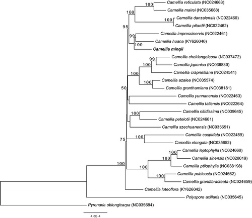 Figure 1. Maximum likelihood tree of the genus Camellia based on 27 complete chloroplast genome sequences, including C. mingii (GenBank ID: MK473913) sequenced in this study. The bootstrap support values are shown above the branches. Two representative taxa of Theaceae (Polyspora axillaris, NC035645; Pyrenaria oblongicarpa, NC035694) were used as outgroups.