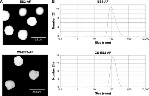 Figure 2 Characterization of CS-ES2-AF nanoparticles. (A) TEM image of CS-ES2-AF and ES2-AF nanoparticles. (B) Size distribution of CS-ES2-AF and ES2-AF nanoparticles.Abbreviations: CS, chondroitin sulfate; TEM, transmission electron microscopy.