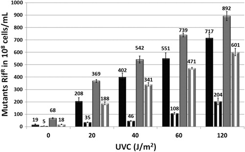 Figure 3. Mutagenesis RifR of E. coli wild strain (AB1157) (black column) and mutant fpg− (BH20) (gray column) irradiated with different doses of UVC in the presence (white mixed column), or absence of sodium azide. Values are the mean of at least five experiments (P < 0.001).
