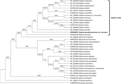 Figure 3. Phylogenetic analyses of 35 whole chloroplast genomes of Daphne and closely related species with Pimelea and Gonystylus as outgroups using the maximum likelihood (ML) and Bayesian inference (BI) methods. The following sequences are used: EU849490 (unpublished), MN201546 (Könyves et al. Citation2019), MN511715 (Qian et al. Citation2021), MN756675 (He et al. Citation2021), MT627479 (Lee et al. Citation2022), MT648376 (Lee et al. Citation2022), MT754180 (Yoo et al. Citation2021), MT790358 (Liang et al. Citation2020), MW246157 (unpublished), MW246160 (unpublished), MW393701 (unpublished), MW393702 (unpublished), NC_035896 (Cho et al. Citation2018), NC_038153 (Foster et al. Citation2018), NC_042714 (Yun et al. Citation2019), NC_042950 (Yan et al. Citation2019), NC_044085 (Yan et al. Citation2019), NC_045890 (Qian et al. Citation2020), NC_045891 (unpublished), NC_046389 (Qian and Zhang Citation2019), NC_056317 (unpublished), NC_056320 (unpublished), NC_057148 (Yan et al. Citation2021), NC_057149 (unpublished), NC_057996 (He et al. Citation2021), NC_057997 (He et al. Citation2021), NC_057998 (He et al. Citation2021), NC_057999 (He et al. Citation2021), NC_058000 (He et al. Citation2021), NC_058916 (Kim et al. Citation2021), NC_060495 (Lee et al. Citation2022), NC_060562 (Lee et al. Citation2022), NC_060829 (unpublished), NC_062858 (unpublished), ON244034 (this study). The phylogenetic tree was drawn based on the ML tree. The numbers above the branches indicate bootstrap support values of ML and the posterior probability from BI.