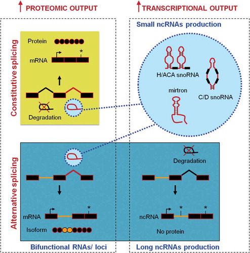 Figure 1. Diversification of proteomic and transcriptional outputs through constitutive or alternative splicing. More than 95% of introns are rapidly degraded after splicing (top left panel), but some can escape degradation and then represent precursors of short ncRNA [Citation148] (top right panel). Retained introns can also favour the formation of protein isoforms (bottom left panel) or, if it disturbs the ORF, it can promote the formation of a long ncRNAs (bottom right panel). Exons and introns are represented by boxes and lines, respectively. mRNA, messenger RNA; ncRNA, non-coding RNA; H/ACA snoRNA, H/ACA box small nucleolar RNA; C/D snoRNA, C/D small nucleolar RNA