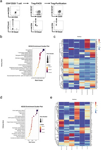 Figure 6. mTOR pathway participated in Treg differentiation. (a) The CD4+CD25–T cells from the spleen single cell suspension were sorted by Mouse CD4 Naïve T Cell Isolation Kit. Subsequently, the CD4+CD25+CD127–Tregs after 72-h stimulation in vitro were sorted by FACS. Eventually, the purification rate of Tregs sorted by FACS was detected by flow cytometry. (b) KEGG pathway was administered according to gene differences between PMSC-induced Tregs and undifferentiated CD4+CD25– T cells. (c) The differential expression genes (PMSC-induced Tregs vs. CD4+CD25– T cells) in mTOR signaling pathway. (d) KEGG pathway was administered according to gene differences between PMSC-induced Tregs and control-Tregs. (e) The differential expression genes (PMSC-induced Tregs vs. control-Tregs) in mTOR signaling pathway.