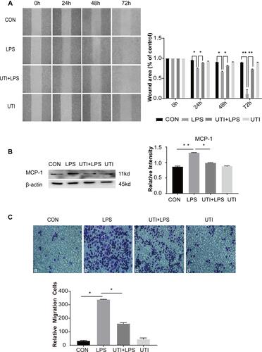 Figure 3 UTI markedly decreased the migration of BMDM caused by LPS. Cell migration ability evaluated by wound healing scratch (A) showed that the area of wound was noticeably reduced in the LPS group in comparison with the control group at 24 h, 48 h and 72 h; it was reversed in the UTI+LPS group at each time point. The result was analyzed using ImageJ software. Protein expression of MCP-1 (B) increased in LPS-treated BMDM and decreased in the UTI+LPS group. As revealed by the Transwell test, the number of migration cells significantly increased in LPS-treated BMDM in comparison with the control group, but markedly decreased in the UTI+LPS group (C). *p<0.05; **p<0.01.