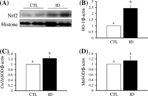 Fig. 2. Effect of iron deficient on Nrf2 and its target genes in control and iron deficient mice in heart.Notes: (A) Heart tissues of CTL and ID group were prepared nuclear fraction and subjected to Western blot against anti-Nrf2 antibody. Histone was used as nuclear marker. (B), (C), and (D), After total RNA of heart tissue was extracted using TRIzol reagent, cDNA was synthesized using 1 μg of total RNA and an RNA PCR AMV kit (Takara Bio, Shiga, Japan). Then, the expression levels of HO-1 (B), CuZnSOD (C), and MnSOD (D) mRNA were quantified by qRT-PCR, with β-actin serving as the internal standard. Each value represents the mean ± SEM.