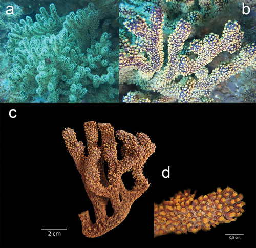Figure 4. Underwater in situ record of Muricea robusta: (a) full colony with extended yellow polyps and close-up of the polyps in Bajo 40 site; and (b) with the polyps inside the colony. (c) Ex situ dry colony of M. robusta. (d) Close-up of the large orange calyxes in a branch. Exsitu Photos by D.C. Vergara and Juan A. Sánchez. Insitu Photos by Rubén Abad and Karla. B. Jaramillo.