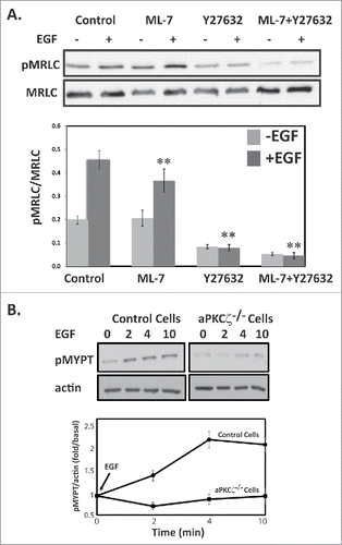 Figure 5. ROCK increase MRLC phosphorylation upon EGF stimulation. (A) ROCK but not MLCK phosphorylates MRLC upon EGF stimulation. aPKCζ−/− and control cells were preincubated with ML-7, Y-27632, or both, stimulated with EGF for 4 min, lysed in SDS-PAGE sample buffer, divided into 2 samples that were subjected to Western blot analysis, One sample was probed with anti-MRLC antibodies and the other with anti-pMRLC antibodies. Shown are representative Western blots. The relative amounts of pMRLC to total MRLC are shown. Values represent the mean ± SEM for 5 independent experiments, ** p < 0.01, values are compared with control cells. (B) aPKCζ is required for EGF-dependent phosphorylation of MYPT. aPKCζ−/− and control cells were stimulated with EGF, and at the indicated time point cells were lysed in SDS-PAGE sample buffer and subjected to Western blot analysis with anti-pMYPT and anti-actin antibodies. Shown are representative Western blots. (B) Densitometry analysis of Western blots. The relative amounts of pMYPT to total actin are shown. Values represent the mean ± SEM for n = 3.