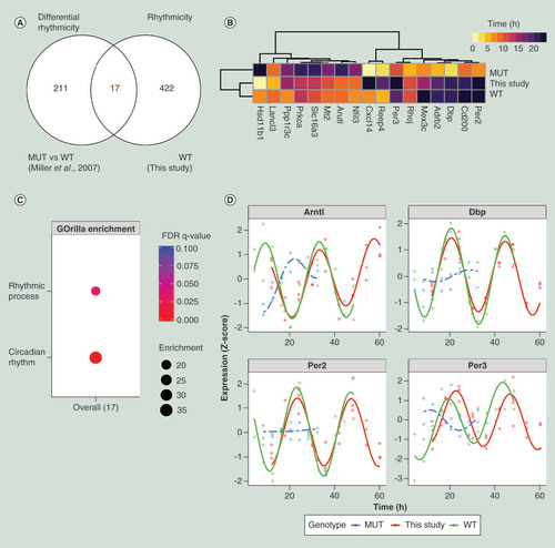 Figure 2. Circadian rhythmicity in C2C12 myotubes recapitulates Clock-regulated genes in mouse skeletal muscle. (A) Venn diagram showing the overlap between differentially rhythmic genes in skeletal muscle from Miller et al. [Citation34] and rhythmic genes identified in cultured myotubes in this study. (B) Heatmap representing circadian phases of rhythmic genes shared between cultured muscle cells (‘this study’) and mouse skeletal muscle in vivo (WT) and genes with longer period or loss of rhythmicity in skeletal muscle-specific Clock mutant mice (MUT) [Citation34]. Colors indicate time of peak expression (acrophase) during oscillation. Hierarchical clusters are calculated by ‘ward.D2’ algorithm using geodesic distance. Acrophases for Miller et al. [Citation34] are aligned using Dbp by subtracting the time difference. (C) Gene ontology analysis of the biological processes of the overlapping genes in both datasets. (D) Graphical representation of gene expression oscillations for the Dbp, Per2, Per3 and Arntl in cultured myotubes (‘This study’) and mouse skeletal muscle in vivo (WT) and genes that lose rhythmicity in skeletal muscle-specific of Clock mutant mice (MUT) [Citation34]. Acrophases are aligned using Dbp by subtracting the time difference, while the Miller et al. [Citation34] time series were shifted 24 h backwards for better visual overlap. Lines show harmonic regression fit. The rest of the gene expression oscillations are shown in Supplementary Figure 2.Enrichment: Enrichment score; FDR: False discovery rate; MUT: Clock mutant; WT: Wild-type.