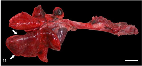 Figure 11. Case 2. Granulomatous pneumonia. The right caudal lung lobe is diffusely dark red, firm and enlarged (arrows). Bar = 1 cm.