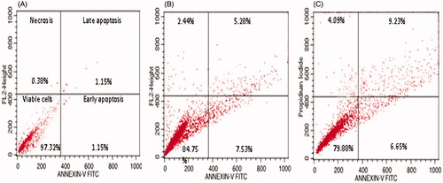 Figure 5. Apoptosis detection by annexin V-FITC/PI staining of HeLa cells analyzed by flow cytometry showing percentage of viable cells, early apoptosis, late apoptosis and necrotic cells. (A) Control (B) 0.5 µg/mL, and (C) 0.75 µg/mL.