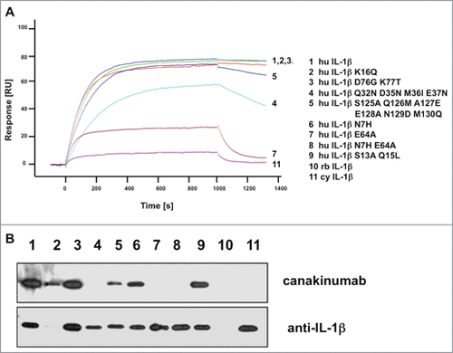 Figure 4. Mutational analysis of IL-1β proteins. (A) The sensorgrams of the binding kinetics of recombinant human IL-1β and muteins to immobilized canakinumab are shown. The signal values (RU) are reported as arbitrary units. (B) Western blot of E.coli expressed human, rabbit, and cynomolgus monkey IL-1β and muteins. For loading control, the blot was stripped and reprobed with a different human anti-IL-1β antibody directed against an epitope in the amino-terminus. Individual sensorgrams and lanes of the Western blot are identified by numbers which refer to the respective mutations indicated in the legend next to the sensorgrams. Abbreviations used: hu, human; rb, rabbit; cy, cynomolgus.