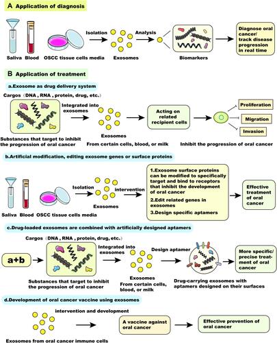 Figure 4 Opportunities of exosomes in diagnosis and treatment of oral cancer. (A) Application of diagnosis. (B) Application of treatment. A. Exosome as drug delivery system. B. Artificial modification, editing exosome genes or surface proteins. c. Drug-loaded exosomes are combined with artificially designed aptamers. d. Development of oral cancer vaccine using exosomes.