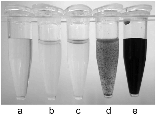 Figure 8. Iodo-starch reactions to sword bean extracts prepared using different procedures. Soaked sword beans were ground and separated into supernatant (b) and precipitate by centrifugation. The supernatant was then boiled (c). Separately, an extract was prepared by boiling suspensions containing ground sword beans and sieving them through a cotton cloth (d). Each extract, distilled water (a), and 1% starch (e) were then mixed with iodine-potassium iodide solution.