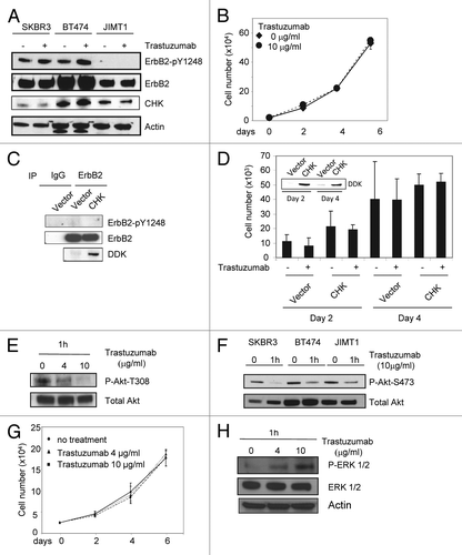 Figure 6. Trastuzumab is unable to induce ErbB2-Y1248 phosphorylation in JIMT1 cells, but is still capable of inhibiting Akt activity. (A) Analysis of ErbB2-Y1248 phosphorylation in trastuzumab-sensitive and trastuzumab-resistant cells as indicated following treatment with trastuzumab. Cells were plated in 10% serum containing media for 24 h and then treated with trastuzumab (4 μg/mL) for 1 h or left untreated. The levels of ErbB2-pY1248, total ErbB2, and endogenous CHK in WCL were detected by western blot analysis using anti-phospho-ErbB2-Y1248, anti-ErbB2, and anti-CHK antibodies. (B) JIMT1 cells were plated at 2.5 × 104/well in 12-well plates in triplicate in media containing either trastuzumab (10 μg/mL) or no trastuzumab (control). Cells were trypsinized, mixed with trypan blue, and counted at the indicated times using a BioRad TC10 automated cell counter. Data represent the mean ± SEM from one of the two independent experiments, and each was performed in triplicate. (C) JIMT1 cells were electroporated with either empty pCMV6-entry vector or pCMV-entry vector encoding DDK-tagged CHK. WCL were harvested 48 h post-transfection and then subjected to immunoprecipitation using an antibody directed against ErbB2. The levels of ErbB2-pY1248 in immuneprecipitates were evaluated by western blot analysis using an antibody directed against ErbB2-pY1248. Total ErbB2 in the immunoprecipitates was detected using an antibody directed against ErbB2. The levels of DDK-CHK in WCL were detected using an antibody directed against DDK tag. IgG was used as a negative control. (D) JIMT1 cells were electroporated with either empty pCMV6-entry vector or pCMV-entry vector encoding DDK-tagged CHK. Cells then were seeded at 10 × 103/well in 12-well plate in triplicate and treated with trastuzumab (50 μg/mL) or left untreated. Cells were trypsinized, mixed with trypan blue and counted using a BioRad TC10 automated cell counter on the indicated days. Data represent the mean ± SEM from one of the two independent experiments, and each was performed in triplicate. Inset: Levels of DDK-CHK expression in WCL were detected in JIMT1cells by western blot analysis using an antibody directed against DDK at the indicated times. (E) JIMT1 cells were plated in media containing 10% serum for 24 h and then serum-starved for another 24 h. Cells then were treated with trastuzumab at the indicated concentration for 1 h or left untreated. The levels of P-Akt-T308 and total Akt in WCL were detected by western blot analysis. (F) The experimental procedures were essentially the same as described in (E) except that SKBR3 and BT474 cells were also included and the levels of P-Akt-S473 and total Akt in WCL were detected by western blot analysis. (G) MCF7 cells were plated at 2.5 × 104/well in a 12-well plate overnight, and then treated with either trastuzumab (4 and 10 μg/mL) or left untreated for the indicated days. Cells were trypsinized, mixed with trypan blue, and counted using BioRad TC10 automated cell counter on the indicated days. Data represent the mean ± SEM from one of the two independent experiments, and each was performed in triplicate. (H) P-ERK1/2 and total ERK1/2 detected in MCF7 WCL by western blot analysis using antibodies directed against P-ERK1/2 and ERK1/2, respectively.