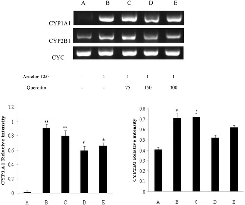 Figure 2. CYP1A1 and CYP2B1 mRNA expression in rat liver samples (RT-PCR). All PCR-amplified products were evaluated under UV in a 2% agarose gel [containing ethidium bromide] by scanning with a Gel Doc image scanner. Evaluations of CYC housekeeping gene were done to permit normalization as needed for loading. Values shown in bar charts are in terms of relative intensity (i.e. vs. CYC level). Values shown are means ± SD (n = 8/group). *Value significantly different from control (*p < 0.05, **p < 0.01). Each experiment was repeated three times; figure shown is representative outcome. Doses in upper figure in terms of mg/kg. Treatments A-E described in legend to Figure 1.