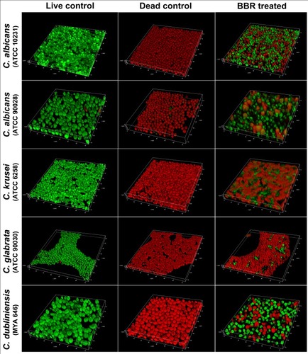 Figure 8 Evaluation of the inhibitory effects of berberine on the spatial structures of mature Candida biofilms by 3-D reconstruction. The image intuitively shows the biofilm composition and structure. The berberine-treated groups had biofilms with poorly developed architecture, lower cell densities, and loosely packed cells.