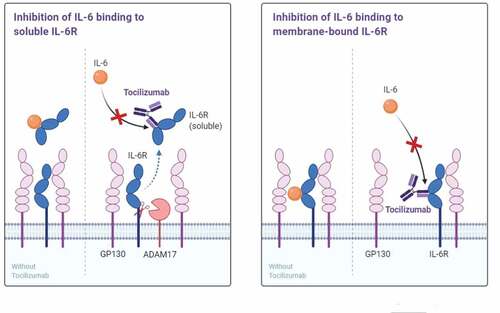 Figure 2. Tocilizumab is an immunosuppressive drug, for the treatment of COVID-19 patients. It is a humanized monoclonal antibody against the IL-6 R and inhibits intracellular signaling in cells that express GP130 (Figure is made with biorender).