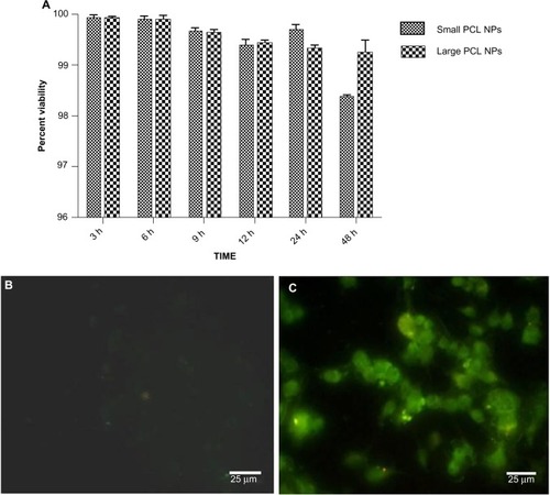 Figure 2 (A) Cell viability measured using 3-(4,5-dimethylthiazol-2-yl)-2,5-diphenyltetrazolium bromide assay on THP1 cells with small and large poly-ε-caprolactone nanoparticles (PCL NPs). (B) Study of intracellular reactive oxygen species (ROS) generation in THP1 cells incubated with small PCL NPs showed no detectable green fluorescence of the carboxy-2′,7′-dichlorofluorescein diacetate dye, indicating no ROS generation. (C) Positive control.Abbreviation: h, hours.
