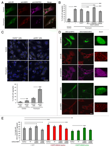 Figure 2. GSK3 reduces protein aggregation through NBR1 phosphorylation. (A) Confocal pictures of C2C12 myoblasts left untreated or treated with 7.5 μg/ml puromycin for 2 h and stained for endogenous ubiquitin (UB, green), NBR1 (red), and SQSTM1 (violet). Scale bar: 20 μm. (B) Proportion of C2C12 myoblasts harboring protein aggregates under puromycin treatment. Cells were nontransfected or transfected with EGFP empty vector or EGFP-GSK3A forms (wt, wild-type; inactive, K148A; active, S21A). Cells were left untreated (control) or treated with puromycin. Immunostainings performed with anti-SQSTM1 and anti-UB antibodies revealed protein aggregates. Since all SQSTM1-positive aggregates were found UB-positive, transfected cells with and without SQSTM1-positive aggregates were counted. At least 200 transfected cells were counted for each condition. Error bar represent the 95% confidence interval. ***P < 0.001; Pearson Chi-square test with Yates continuity correction. Five independent experiments were performed. (C) Upper panel: confocal pictures of Gsk3b+/+ and gsk3b−/− MEFs left untreated or treated with 7.5 μg/ml puromycin for 4 h and stained with DAPI (blue) and anti-SQSTM1 (gray) to reveal protein aggregates. Scale bar: 50 μm. Lower panel: Proportion of cells harboring protein aggregates. At least 200 cells were counted for each condition. Error bar represent the 95% confidence interval. **P < 0.01; ***P < 0.001; Pearson Chi-square test with Yates continuity correction. The experiment was reproduced 2 times independently. (D) Confocal pictures of C2C12 myoblasts transfected with wild-type or N342D mutant MYC-tagged DES. DES was revealed by either an anti-MYC antibody (upper panel, green) or an anti-DES antibody (lower panel, green). Endogenous UB (upper panel, red), SQSTM1 (upper panel, violet), and NBR1 (lower panel, red) stainings were also performed. Right panels are enlargements of the corresponding dotted frame. Scale bar: 20 μm. (E) Proportion of C2C12 myoblasts harboring DES N342D-MYC aggregates. Cells were cotransfected with DES N342D-MYC and EGFP or EGFP-GSK3A mutants (inactive, K148A; active, S21A) together with DsRed, wild-type or mutant DsRed-NBR1 (T586A S590A, nonphosphorylable; T586E S590E, phosphomimetic). Cells were immunostained with anti-MYC antibody to reveal DES N342D-MYC. Proportions of MYC-, GFP-, and DsRed-positive cells with and without DES-MYC aggregates were quantified. At least 200 transfected cells were counted for each condition. Error bar represent the 95% confidence interval. *P < 0.05; ***P < 0.001; Pearson Chi-square test with Yates continuity correction. Three independent experiments were performed.