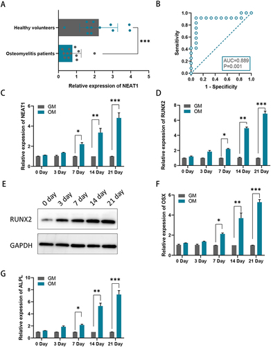 Figure 1 NEAT1 expression levels in osteomyelitis. (A) NEAT1 expression at mRNA level was lower in children with acute suppurative osteomyelitis; (B) Receiver operating characteristic curve of NEAT1 for acute suppurative osteomyelitis in children; (C) Relative mRNA levels of NEAT1 were examined by RT-qPCR assay in hBMSCs after 0, 3, 7, 14, and 21 days of incubation in an osteogenic medium (OM) relative to a growth medium (GM); (D) Relative mRNA levels of RUNX2 were examined by RT-qPCR assay in hBMSCs after 0, 3, 7, 14, and 21 days of incubation in OM relative to GM. (E) Relative protein levels of RUNX2 were examined by Western blotting assay in hBMSCs after 0, 3, 7, 14, and 21 days of incubation in OM relative to GM. (F and G) Relative mRNA levels of OSX and ALPLwere examined by RT-qPCR assay in hBMSCs after 0, 3, 7, 14, and 21 days of incubation in OM relative to GM.*P < 0.05, **P < 0.01, ***P < 0.001.