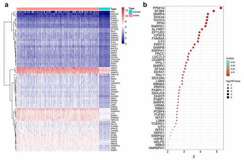 Figure 1. Clinical value assessments of splicing factors (SFs). (a) Heatmap of differentially expressed SFs. (b) Bubble plots display the prognostic value of differentially expressed SFs