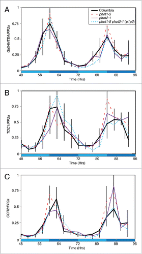 Figure 1. Accumulation of circadian clock-regulated transcripts under constant blue light. Transcript accumulation in wild type (Columbia, solid black), phot1-5 (dashed red), phot2-1 (purple) and phot1-5 phot2-1 (p1p2, dotted blue) mutants was compared using qRT-PCR. Levels of GIGANTEA (A), TOC1 (B), and CCR2 (C) mRNA were assessed. Plants were entrained to 12:12 LD cycles for 12 d on ½ MS media before being moved to constant conditions with 20 μmol m−2 s−1 blue light. Data for each transcript were compared with an internal control (PP2a) before being normalized to the peak of wild-type accumulation. Data are the average of 3 biological replicates, error bars show standard error of the mean. Dark blue shading indicates subjective night.