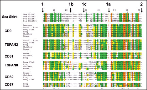 Figure 1 Sequence alignment of tetraspanins from the groups CD9/TSPAN2/CD81, CD82/CD37 and TSPAN8, depicting possible intron sliding positions 1b and 1c. The alignment shows the full sequence between ancestral intron positions 1 and 2. Vertical bars indicate exon/intron junctios 1, 1a, 1b and 1c and 2. In the alignment the presence of an intron is shown within the amino acid sequences by a red number, which indicates the intron phase (0 is between codons, 1 is between the first and second position of a codon). Shade colours code: orange identical in all sequences; green identical and yellow similar to Sea skirt sequences. Mouse, Mus musculus; Chicken, Gallus gallus; Frog, Xenopus tropicalis; Bony fish, (zebrafish) Danio rerio; Cartilaginous fish, (shark) Callorhinchus mili; Lamprey, Petromyzon marinus; Sea skirt, Ciona intestinalis.
