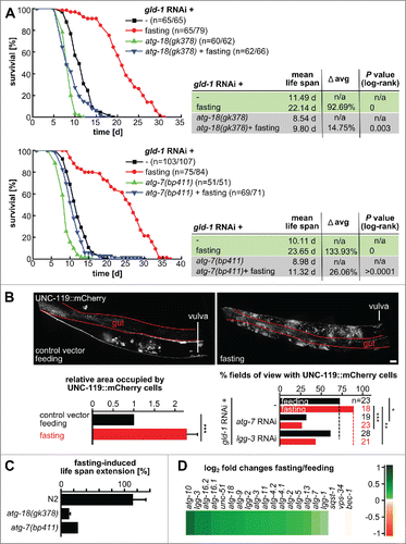 Figure 7. Fasting delays death caused by germline tumors in an autophagy-dependent manner and promotes neuronal differentiation. N2, atg-18 and atg-7 mutant L1 larvae were fed with gld-1 RNAi till the d 2 of adulthood and then they were either fed with bacteria expressing empty vector or fasted throughout their life span. (A) Representative cumulative survival curves and Kaplan Meier statistics are presented. (B) Top: UNC-119::mCherry L1 larvae were treated with gld-1 dsRNA till d 2 of adulthood and then treated as indicated for 1 d. Representative gonad arm reconstructed from maximum projections. Scale bar: 20 μm. Bottom left: Area occupied by UNC-119 expressing cells per gonad arm normalized by the animals kept under feeding conditions. Qualitative scoring of the gonadal area occupied by UNC-119 expressing cells was performed blindly using maximum z-projections covering whole gonad arms (d 3 of adulthood). Data represent mean ± SEM of 2 independent experiments, n = 5 (10 gonad arms), per experiment; *** P ≤ 0.001. Bottom right: Quantification of tumors with UNC-119-expressing cells. Animals were treated with the RNAis as indicated and either continued feeding or were starved for 1d before imaging and scoring. (C) Fasting-induced life span of gld-1 RNAi-treated N2, atg-18 and atg-7 mutants. For N2 and atg-18 mutant, data represent mean ± SEM of 2 independent experiments. (D) Expression profiles of transcripts in the autophagy pathway of fasted gld-1 RNAi animals compared to fed gld-1 RNAi animals. log2-fold changes are shown.