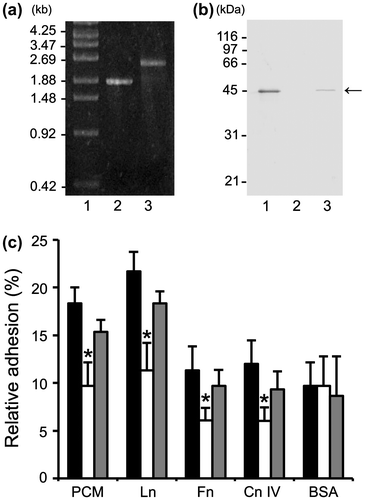 Fig. 4. Effect of mbf deletion on FSMM22 adhesion to PCM and ECM proteins.Notes: (a) A genotype analysis of the resultant cmr gene into the genome-encoded mbf gene was performed by PCR using primer pair S1/S2. Amplified fragments were subjected to agarose gel electrophoresis. Lanes: 1, size maker; 2, wild-type strain; and 3, mbf mutant. The sizes of representative marker fragments are shown to the left (kb). (b) MBF was detected in the whole-cell lysates of FSMM22 wild-type strain (Lane 1), mbf mutant (Lane 2), and mbf-complemented strain (Lane 3) by Western blotting with an anti-MBF antibody. The position of the MBF protein is highlighted (arrow). The sizes of representative marker fragments are shown to the left (kDa). (c) Adhesion was examined for FSMM22 wild-type strain (black bar), mbf mutant (white bar), and mbf-complemented strain (gray bar) to PCM, laminin, fibronectin, collagen IV, and BSA. Asterisks indicate significant differences in binding (*p < 0.05) compared to wild-type strain, as analyzed by one-way ANOVA with the Dunnett’s post hoc test. (n = 5).