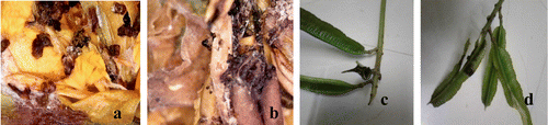 Figure 10. Anthracnose in bud (a and b) and pod (c and d).
