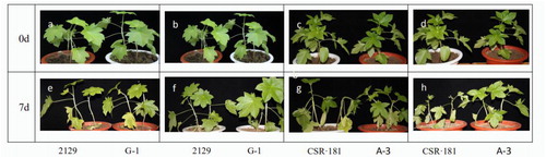 Figure 11. Herbicide resistance in castor plants.(a) G-1 and 2129 plants not sprayed with glyphosate; (b) G-1 and 2129 plants not sprayed with glufosinate; (c) A-3 and CSR·181 not sprayed with glyphosate; (d) A-3 and CSR·181 not sprayed with glufosinate; (e) G-1 and 2129 plants after spraying glyphosate for 7 days; (f) G-1 and 2129 plants after spraying glufosinate for 7 days; (g) A-3 and CSR·181 plants after spraying glyphosate for 7 days; (h) A-3 and CSR·181 after spraying glufosinate for 7 daysNote：The experiments were run in parallel, with shared controls, so the images a, b, c and d are given twice for clarity and easier interpretation.