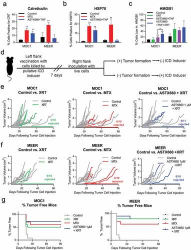 Figure 2. ASTX660 alters expression of DAMPs in murine cell lines and modestly enhances XRT-induced ICD to reject tumor formation in vivo. (a-b) MOC1 and MEER cell lines were treated for 24 hours with mitoxantrone (MTX, 1 μg/ml) or ASTX660 (1 μM) +TNFα (20 ng/ml), then stained for surface calreticulin and HSP70. Results from viable, Zombie Yellow-negative cells are shown. (c). MOC1 and MEER cells were treated for 72 hours with control media or ASTX660+ TNFα, then radiated (100 Gy), fixed, and stained for intracellular HMGB1. Gating strategies are shown in Supplemental Data.(d-g) Mice were inoculated with sham saline (negative control) or 2 × 106 MOC1 or MEER cells killed in vitro by the following: radiation (100 Gy, positive control), MTX (1 μg/mL x 24 hours, positive control), ASTX660 (1 μM x 72 hours) + TNFα (20 ng/mL x 72 hours), ASTX660 (x 72 hours) + TNFα (x 72 hours) + radiation (100 Gy). This was followed by re-challenge with respective live MOC1 (3x106 cells) or MEER (1x106 cells) one week later. (d) Treatment schematic. (e) MOC1 and (f) MEER tumor growth of individual animals. (g) Corresponding Kaplan-Meier curves for % tumor free mice (n = 10–11). For both MOC1 and MEER, all treatments significantly delayed or rejected tumor growth compared to controls (p < .01). XRT, radiation; MTX, mitoxantrone; TNFα, tumor necrosis factor α