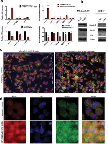 Figure 2. Ectopic overexpression of TD+N3ICD upregulates the expression of tight junctions molecules and promotes their appropriate localization (a) Effects of Notch3 knockdown or overexpression on expression levels of tight junctions molecules in MCF-7 or MDA-MB-231 breast cells, respectively, by using qRT-PCR. (b) Effects of Notch3 knockdown or overexpression on expression levels of tight junctions molecules in MCF-7 or MDA-MB-231 breast cells, respectively, by using western blotting. (c) Double-label immunofluorescence staining of Notch3 (red color) and ZO-1 (green color) and Z-stack analysis in MDA-MB-231/pCMV and MDA-MB-231/pCMV-(TD+ N3ICD) cells, 40 ×. (d) Double-label immunofluorescence staining of Notch3 (red color) and Claudin 7 (green color) in MDA-MB-231/pCMV and MDA-MB-231/pCMV-(TD+ N3ICD) cells, 40 ×. Data are presented as the mean ± SD of three independent experiments, and asterisks indicate statistical significance. (*, p < 0.05; **, p < 0.01; ***, p < 0.001).