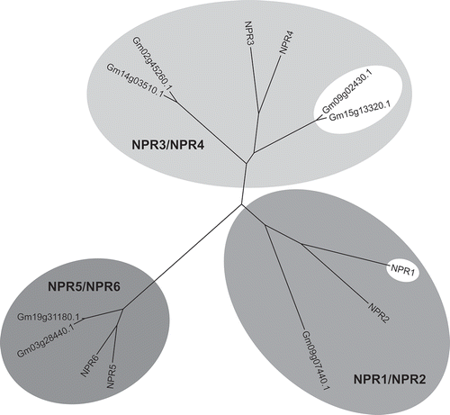 Fig. 1 Phylogenetic tree of Arabidopsis and soybean NPR1-like proteins. The tree is divided into three clades, NPR1/NPR2, NPR3/NPR4 and NPR5/NPR6, based on the Arabidopsis NPR1-like proteins. NPR1 and the true soybean NPR1 orthologues appear inside white oval shapes. See text for more details on the figure.