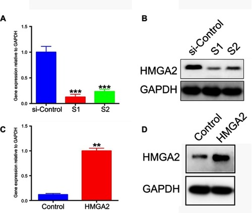 Figure 3 HMGA2 knockdown in pancreatic cancer CAPAN 1 cells using SiRNAs (HMGA2-S1 and HMGA2-S2). (A) Quantitative real-time PCR and (B) Western blot data showing decreased HMGA2 mRNA and protein expression levels in both knockdown groups. ***P<0.001. HMGA2 over expressed in PC cells using plasmid pcDNA HMGA2 and non-target controls (pcDNA). (C) Quantitative real-time PCR and (D) Western blot data showing increased HMGA2 mRNA and protein expression levels in pcDNA HMGA2 group. **P<0.01.