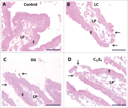 Figure 3. Hematoxylin-eosin stained sections showing villi of mucosal explants cultured for 1 h in the absence (A) or presence of 2 mM of LC (B), DG (C) or C12E9 (D), as described in Methods. All 3 PEs caused denudation at foci near the villus tips (arrows), whereas the epithelium along the sides of the villi generally remained intact. Enterocytes (E) and lamina propria (LP) are indicated. The images shown of each situation are representative of at least 5 images. Bars: 50 µm.