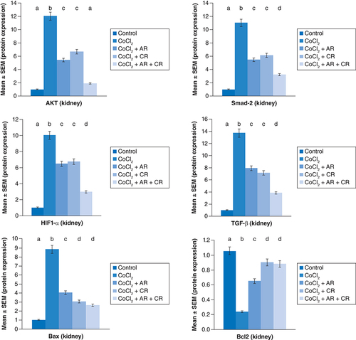 Figure 6. Impact of Arginine (AR), Carnosine (CR) and their combination on AKT, Smad-2, HIF1-α, TGF-β, Bax and Bcl2 protein expression post CoCl2 induced kidney toxicity.Data are expressed as mean ± S.E.M (n = 10). p ≤ 0.05 value is considered significant. Groups having the same letter are not significantly different from each other, while those having different letters are significantly different from each other.