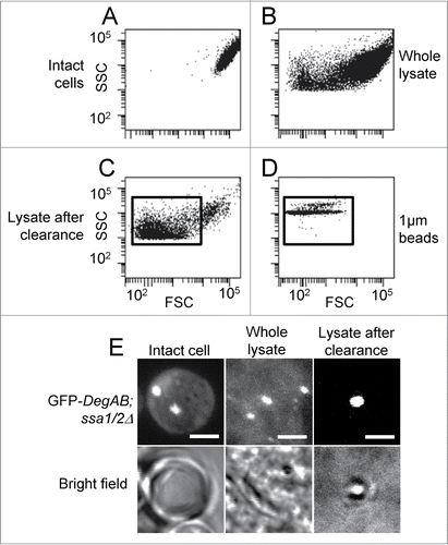 Figure 1. Identification of aggregates in cell lysates by flow cytometry and fluorescent imaging. ssa1/2Δ yeast cells expressing GFP-DegAB were lysed as described in the Materials and Methods section, followed by low-speed centrifugation. Crude and purified lysates were analyzed by flow cytometry and visualized by confocal microscopy. (A–D) Dot plots of side versus forward scatter (SSC vs. FSC) of (A) intact cells, (B) total crude lysates, (C) lysates after centrifugation of 1000 × g for 5 min, and (D) 1 μm polystyrene beads. (E) Visualization by fluorescence confocal microscopy of the samples shown in A, B, and C.