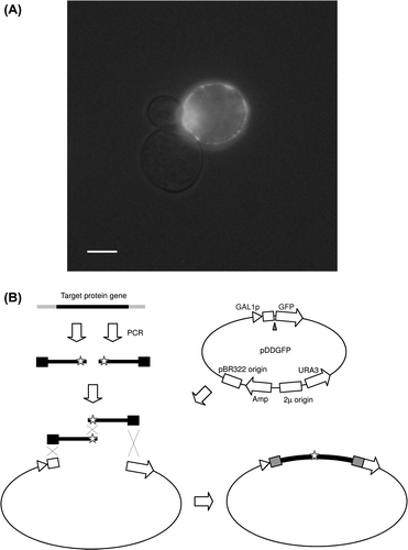 Fig. 3. Construction of an expression plasmid using S. cerevisiae.Notes: A photograph of S. cerevisiae cells expressing a GFP-membrane protein fusion (medaka rhodopsin) taken using a fluorescence microscope is shown (A). A low level of bright-field light was included to detect yeast cells. A scale bar in the photograph is 5 μm. Schematic view of introduction of mutation by joining of multiple fragments is shown (B). The mutation sites are indicated with stars.