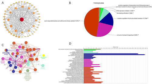 Figure 4 Exploration of neural proliferation differentiation and control-1 (NPDC1)-associated genes and analysis of related pathways. (A) Inter-gene relationship network map with NPDC1 as the core; (B) (C) and (D) Bar chart, pie chart and functional relationship of related pathways involved in the gene set with NPDC1 as the core. *P < 0.05, **P < 0.01.
