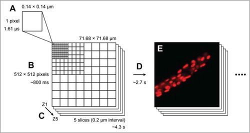 Figure 1. An example observation condition using conventional confocal laser scanning microscopy according to our previous study.Citation8 (A) Pixel size and time required to measure fluorescence intensity. (B) Plane size and the time required to measure fluorescence intensity. (C) Z-steps and the total time required to measure a 3D image. (D) Time required to move back to the initial position to start measuring the next 3D image. (E) An image of chloroplasts in P. patens protonema cell. Because of the unique characteristics of Chl fluorescence, we need to understand the relationships between events in each spatiotemporal scale. The schematic drawing of observation conditions is reproduced with permission.Citation24