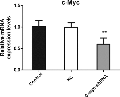 Figure 1. The level of c-myc mRNA detected with real-time PCR after transfection of shRNA in MDA-MB-231 cells. **P < 0.01.