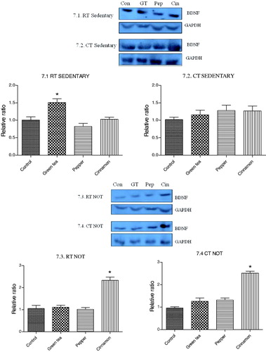 Figure 7. Effect of cold exposure and green tea/spice treatment on the expression of BDNF levels in brain of rats subjected to NOT. *indicates significantly different from control. p < .05.