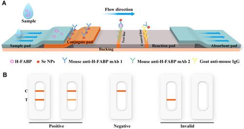 Figure 1 Diagram and components of the lateral flow immunoassay test strip for H-FABP (A) and visual assessment guidelines for interpreting the test strip results (B). Abbreviations: H-FABP: Heart-type fatty acid binding protein; C: Control line; T: Test line.