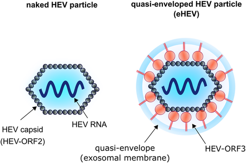 Fig. 2 Genome organization of the hepatitis E virus.The 5′ end of the (+)-stranded RNA genome is capped with 7-methylguanosine (7 mG), while the 3′ end is polyadenylated (poly(A)). Open reading frame 1 (ORF1) encodes nonstructural proteins, including a methyltransferase (MT), papain-like cysteine protease (Pro), hypervariable region (HVR), helicase (Hel), and an RNA-dependent RNA polymerase (RdRp), as well as two regions of unknown function (Y-domain (Y), and X-/Macrodomain (X)). ORF2 encodes the core protein that forms the capsid, and the ORF3 protein is essential for viral release via the ESCRT pathway