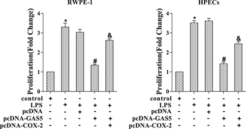 Figure 5. Prostatitis cell proliferation was regulated via GAS5/COX-2. LPS-induced RWPE-1 cells and HPECs were transfected with pcDNA-GAS5 or co-transfected with pcDNA-GAS5 and pcDNA-COX-2. Cell proliferation was determined by MTT assay. (*p < 0.05 vs control, #p < 0.05 vs LPS+pcDNA, &p < 0.05 vs LPS+pcDNA-GAS5). LPS, lipopolysaccharide; MTT, 3-(4,5-dimethylthiazol-2-yl)-2,5-diphenyl tetrazolium cell viability assay.