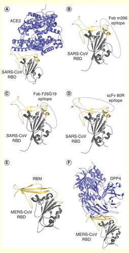 Figure 4. Crystal structures of SARS-CoV and MERS-CoV RBD and neutralizing epitopes on SARS-CoV RBD. (A) Crystal structure of SARS-CoV RBD complexed with its receptor ACE2 (blue) (PDB ID: 2AJF) Citation[31]. (B) Neutralizing epitope for mAb m396 Fab on SARS-CoV RBD (PDB ID: 2DD8) Citation[41]. SARS-CoV RBD is in black with RBM region in yellow. (C) Neutralizing epitope for mAb F26G19 Fab on SARS-CoV RBD (PDB ID: 3BGF) Citation[40]. (D) Neutralizing epitope for mAb 80R scFv on SARS-CoV RBD (PDB ID: 2GHW) Citation[42]. (E) Crystal structure of MERS-CoV RBD. The RBM is in yellow. (PDB ID: 4KQZ) Citation[36]. (F) Crystal structure of MERS-CoV RBD (black) complexed with its receptor human DPP4 (blue) (PDB ID: 4KR0) Citation[37].