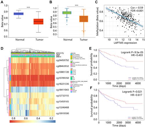 Figure 5 Methylation of LAPTM5 was related to prognosis of KIRC patients. Methylation status of LAPTM5 in (A) UALCAN and (B) DNMIVD. (C) The correlation between LAPTM5 methylation and its mRNA expression. (D) The heat map of the relation of LAPTM5 methylation levels with the patient characteristics and gene subregions. Association of methylation at (E) 3ʹUTR-Open_Sea-cg13246468 and (F) Body-Open_Sea-cg19919590 with KIRC patient OS.