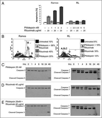 Figure 4 Apoptosis induced by plitidepsin, rituximab or their combination in rituximab-sensitive B cells. Ramos and RL cells were incubated with rituximab, plitidepsin, or their combination at 37°C for 48 h. Cells (1 × 105) were stained with Annexin V-FITC and 7AAD and analyzed by flow cytometry. Data are representative of three independent experiments. (A) Y axis represents the apoptotic cells. In Ramos and RL cells p < 0.001 for the rituximab treatments alone and in combination with plitidepsin in comparison with the control. (B) In the histograms, FL-1 (Annexin V-FITC) thresholds were determined by using cells stained without Annexin buffer per manufacturer's protocol. (C) Expression of caspase-3 and caspase-7 was analyzed by western blotting in Ramos cells treated with plitidepsin (C), plitidepsin plus rituximab (D) and rituximab (E) for the indicated times.