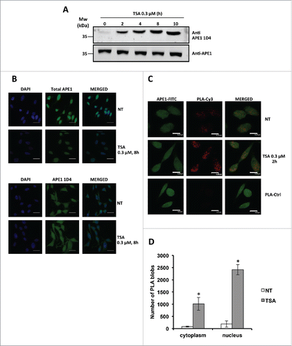 Figure 6. (A) Western blotting analysis on whole cell extracts from HeLa cells treated with TSA 0.3 µM, showing time-dependent increase of APE1 acetylation. (B) Representative immunofluorescence on HeLa cells treated with TSA 0.3 µM for 8 h stained with total APE1 and AcAPE1 (1D4) antibody showing increased distribution of the acetylated APE1 form in the cytoplasm compared to total APE1 upon TSA treatment. NT, non-treated. Bars 50 μm. (C) Nucleoplasmic interaction between APE1 N-terminal and Ac-APE1 (1D4) antibody after TSA treatment. HeLa cells were seeded on a glass coverslip and treated with TSA 0.3 µM for 2h. PLA reaction was carried out using anti-APE1 N-terminalCitation21,27 and anti-acetylated APE1 1D4 antibodies. APE1 expression was detected by using the anti-APE1 N-terminal antibody and was used as a reference for the nuclei. PLA control was performed omitting the primary antibody for Ac-APE1 (1D4) (PLA-Ctrl). (D) Histogram accounting for the average number of PLA signals of at least 30 randomly selected cells per condition. Asterisks represent a significant difference respective to control (NT). * P < 0.05. NT, non-treated cells. Bars 14 μm.